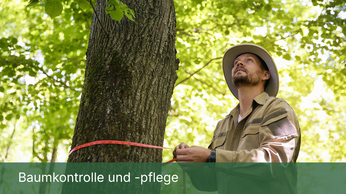 Baumkontrolle und -pflege